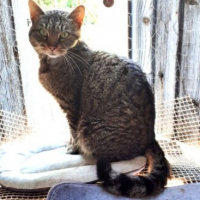 Photo de GRIZOU - Chat Mâle Européen