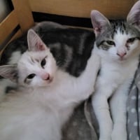 Photo de ROSE et CAPUCINE - Chat Femelle Européen