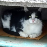 Photo de DOMINO - Chat Mâle Européen