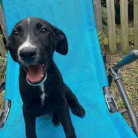 Photo de Sisco - Chien Mâle de race inconnue