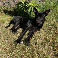 Photo de Black Syrus - Chien Mâle de race inconnue