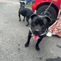 Photo de Bonnie - Chien Femelle Staffordshire Bull Terrier