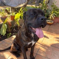 Photo de Bully - Chien Mâle Cane Corso