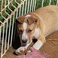 Photo de Maité - Chien Femelle de race inconnue