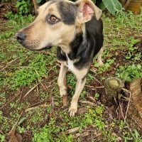 Photo de Meiko - Chien Femelle de race inconnue