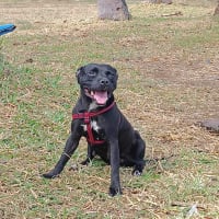 Photo de Ouchka - Chien Femelle Staffordshire Bull Terrier