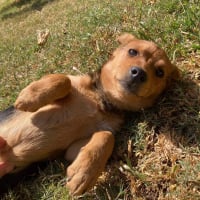 Photo de Tivolt - Chien Mâle de race inconnue