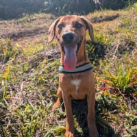 Photo de Viggo Timon - Chien Mâle de race inconnue