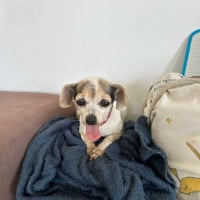 Photo de Tini - Chien Femelle Chihuahua