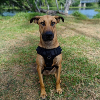 Photo de Dalon - Chien Mâle de race inconnue