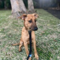 Photo de Dodo - Chien Mâle de race inconnue