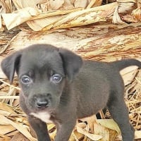 Photo de Wize - Chien Mâle de race inconnue