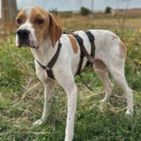 Photo de RAMEN - Chien Mâle Pointer Anglais