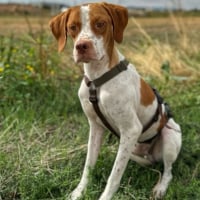 Photo de TOFU - Chien Mâle Pointer Anglais