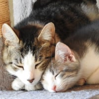 Photo de MAÏA et VENUS - Chat Femelle Européen