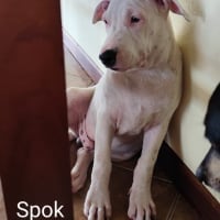 Photo de spok - Chien Mâle de race inconnue