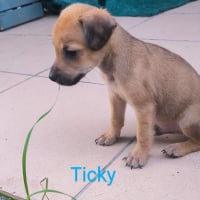 Photo de Ticky - Chien Mâle de race inconnue