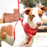 Photo de BRANDON - Chien Mâle de race inconnue