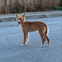 Photo de FOXY - Chien Femelle de race inconnue