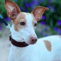 Photo de XÉNA - Chien Femelle de race inconnue