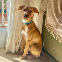 Photo de TOMY - Chien Mâle de race inconnue