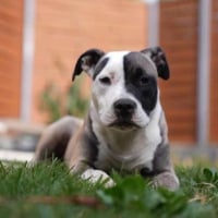 Photo de Lorna - Chien Femelle Staffordshire Bull Terrier