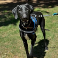 Photo de PLUTO - Chien Mâle de race inconnue