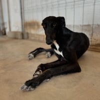 Photo de MAKEBA - Chien Femelle Lévrier Espagnol