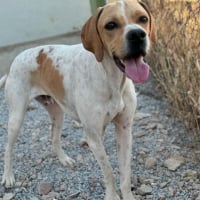 Photo de YUGUI - Chien Mâle Pointer Anglais