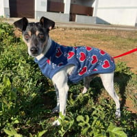 Photo de TROY - Chien Mâle de race inconnue