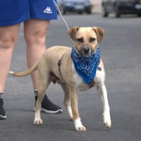 Photo de SANDY - Chien Femelle de race inconnue