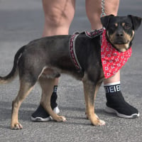 Photo de PIPO - Chien Mâle de race inconnue