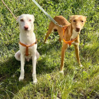 Photo de ISIS ET ANUBIS - Chien Mâle Podenco Canario