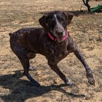 Photo de BIMBA ESTRELLA - Chien Femelle Braque allemand à poil court