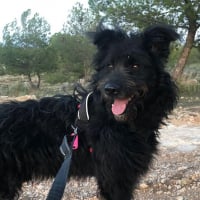 Photo de GOKU - Chien Mâle Berger Catalan