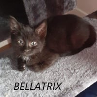 Photo de BELLATRIX