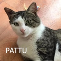 Photo de PATTU