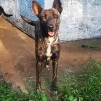 Photo de ISIS - Chien Femelle Basenji