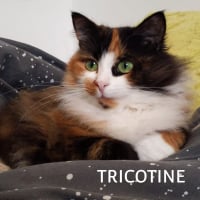 Photo de TRICOTINE