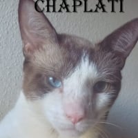 Photo de chaplati