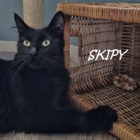 Photo de SKIPY