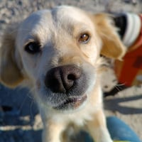 Photo de MONTEGO - Chien Mâle de race inconnue