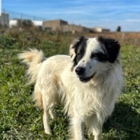 Photo de DUSTER - Chien Mâle Border Collie