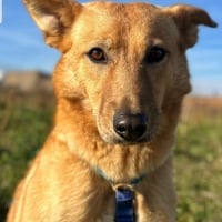 Photo de GORDI - Chien Femelle de race inconnue