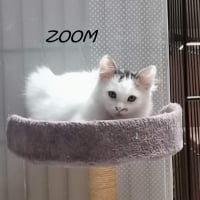 Photo de ZOOM