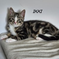 Photo de IKKI