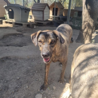 Photo de Luca - Chien Mâle de race inconnue