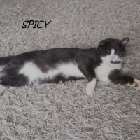 Photo de SPICY