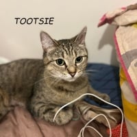 Photo de TOOTSIE