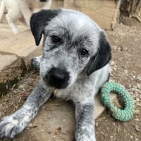 Photo de PIlvi - Chien Femelle de race inconnue